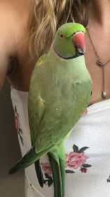 Lost Indian Ringneck Parakeet