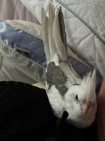 Lost Cockatiel