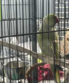 Lost Indian Ringneck Parakeet