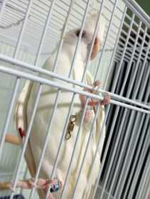 Lost Cockatiel