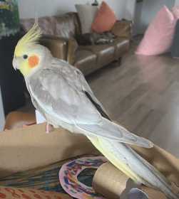 Lost Cockatiel