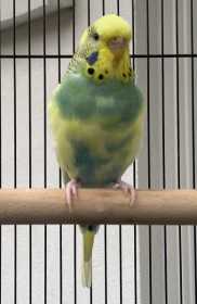 Lost Budgerigar