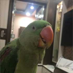 Lost Alexandrine