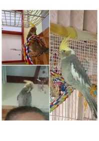 Lost Cockatiel