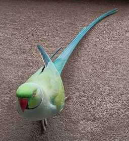 Lost Indian Ringneck Parakeet