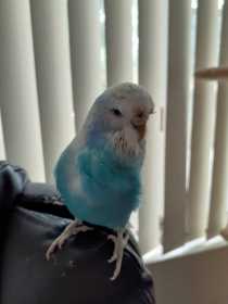 Lost Budgerigar