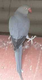 Lost Indian Ringneck Parakeet