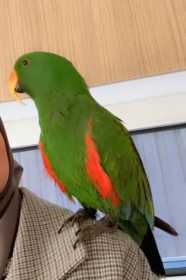 Lost Eclectus