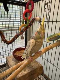 Lost Cockatiel