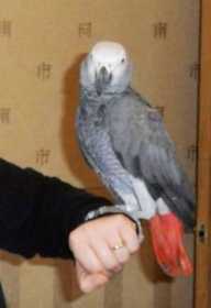 Lost African Grey