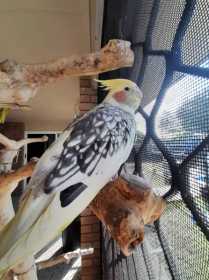 Lost Cockatiel