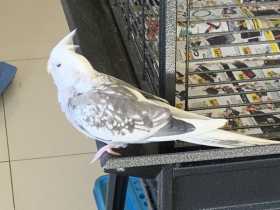 Lost Cockatiel