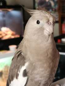 Lost Cockatiel