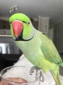 Lost Indian Ringneck Parakeet