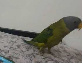 Lost Lory / Lorikeet