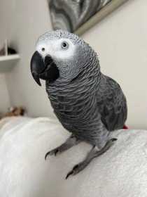 Lost African Grey