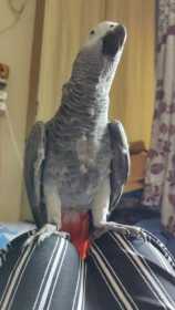 Lost African Grey