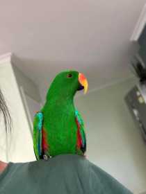 Lost Eclectus