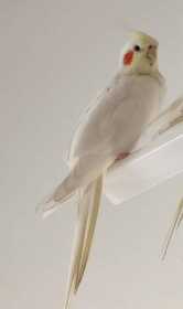 Lost Cockatiel