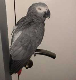Lost African Grey
