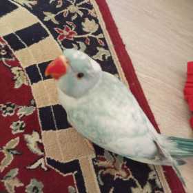 Lost Indian Ringneck Parakeet