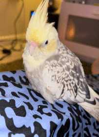 Lost Cockatiel