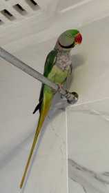 Lost Alexandrine