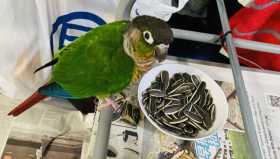 Lost Conure