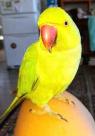 Lost Indian Ringneck Parakeet