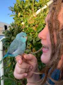 Lost Parrotlet