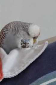 Lost Budgerigar