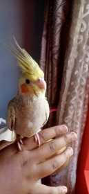 Lost Cockatiel