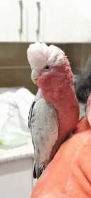 Lost Galah Cockatoo