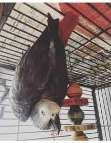 Lost African Grey