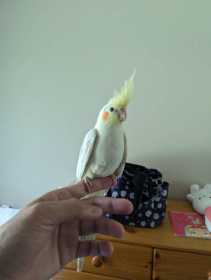 Lost Cockatiel