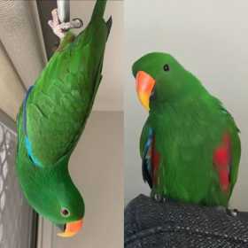 Lost Eclectus