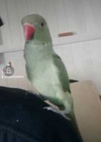 Lost Indian Ringneck Parakeet