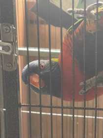 Lost Lory / Lorikeet