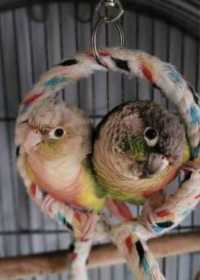 Lost Conure