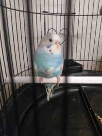 Lost Budgerigar