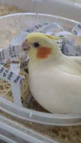 Lost Cockatiel