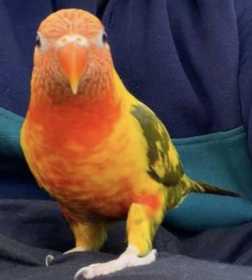 Lost Lory / Lorikeet