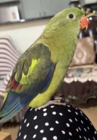 Lost Regent / Rock Pebbler