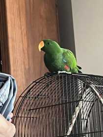 Lost Eclectus