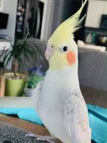 Lost Cockatiel