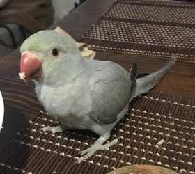 Lost Indian Ringneck Parakeet