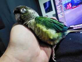 Lost Conure