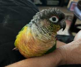 Lost Conure