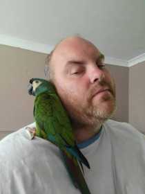 Lost Macaw