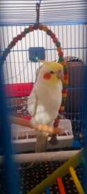 Lost Cockatiel